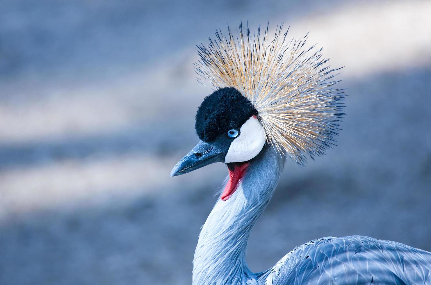 primer plano de la grulla coronada negra foto