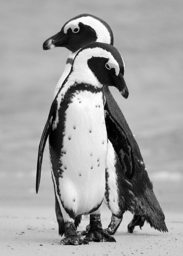 foto en blanco y negro de pingüinos