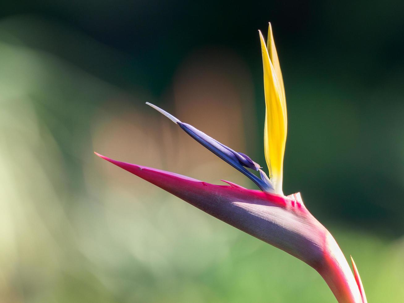 Close-up of bird-of-paradise  photo