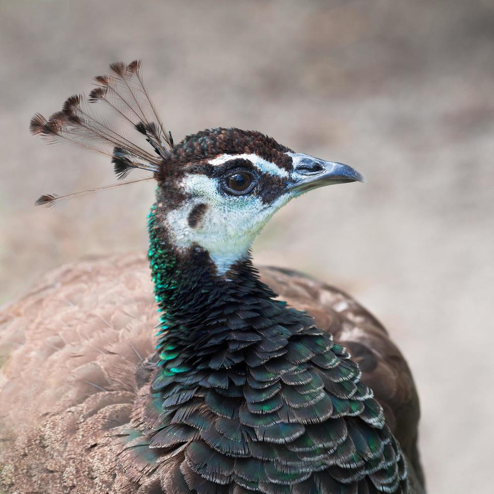 Close-up of peacock-pheasant photo