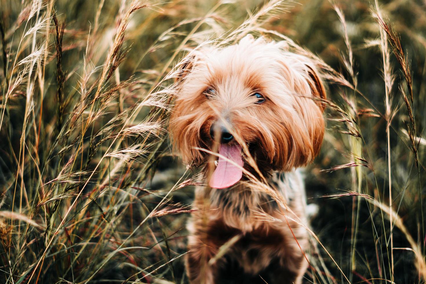 Small dog in field photo