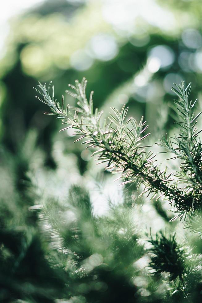 Pine needles in sharp focus photo