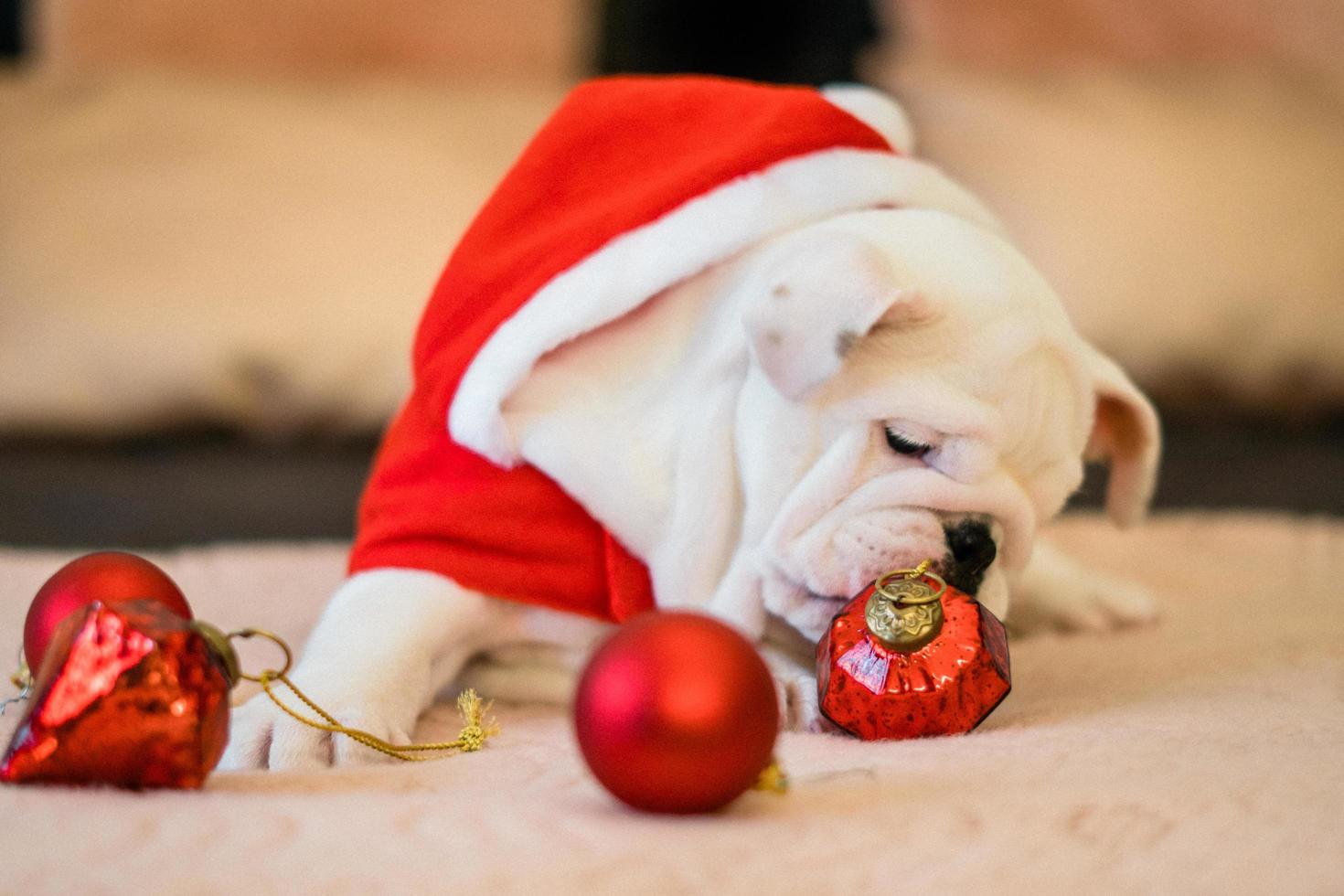 Bulldog on Christmas photo