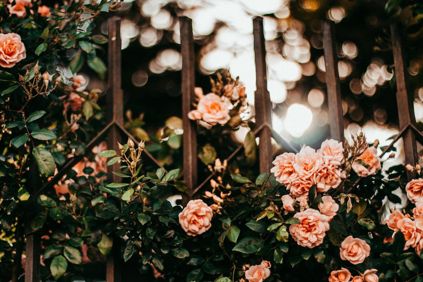 Wrought iron gate and rose flowers photo