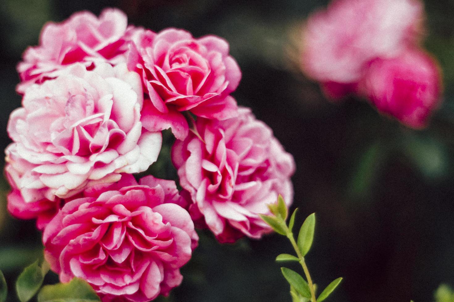 flores rosadas en enfoque selectivo foto