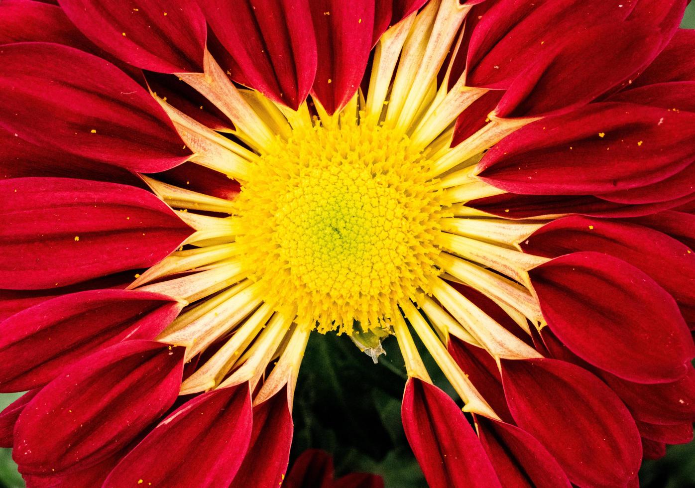 Red and yellow flower  photo