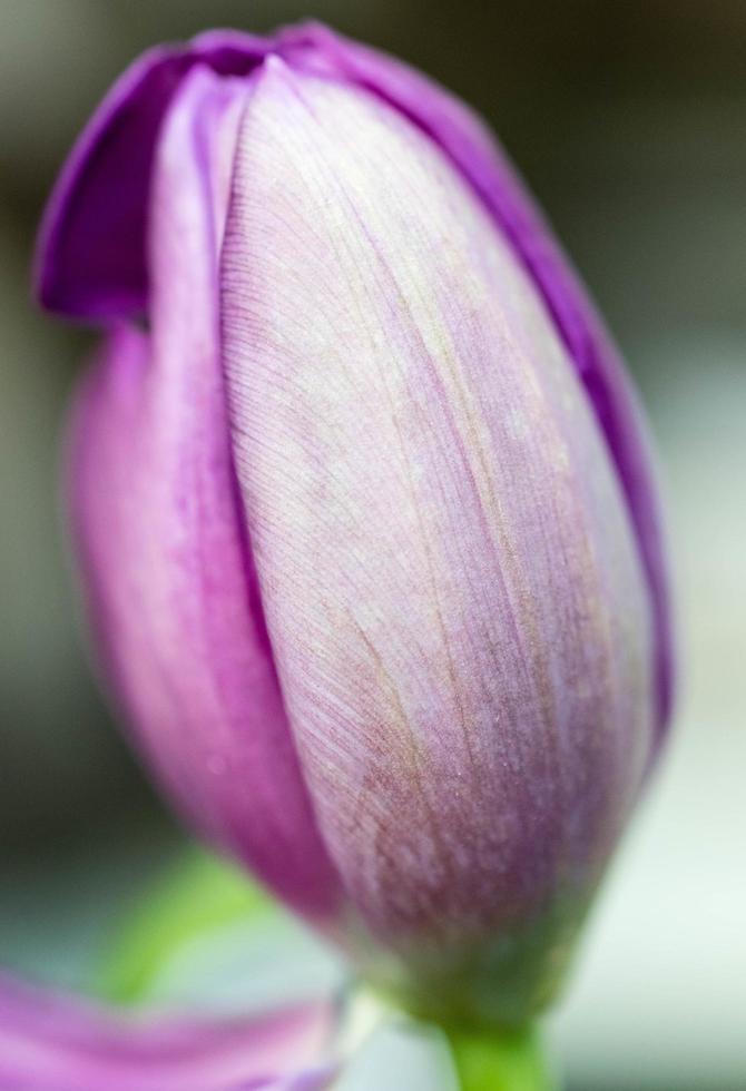 Purple flower close-up photo