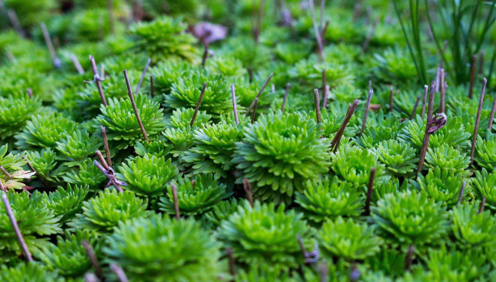 Green leafed plant photo