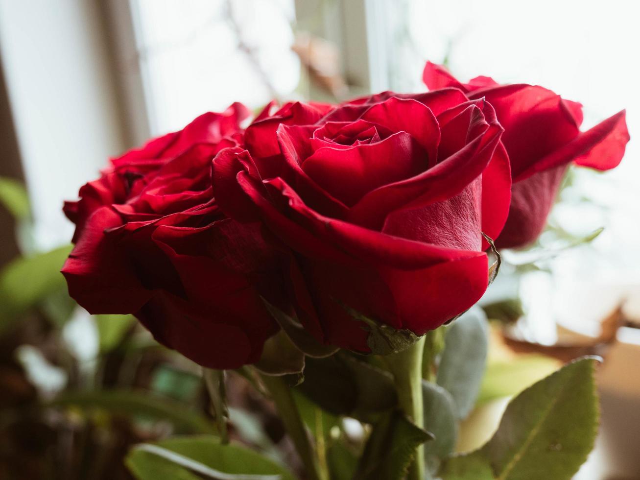 primer plano de rosas foto