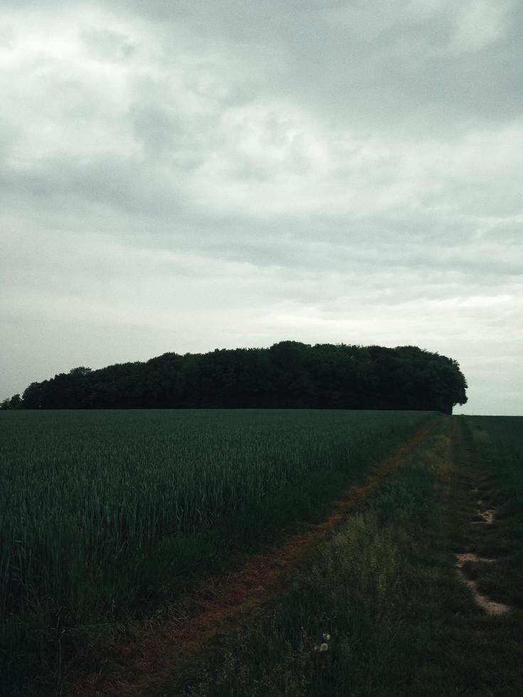 Green grass field photo