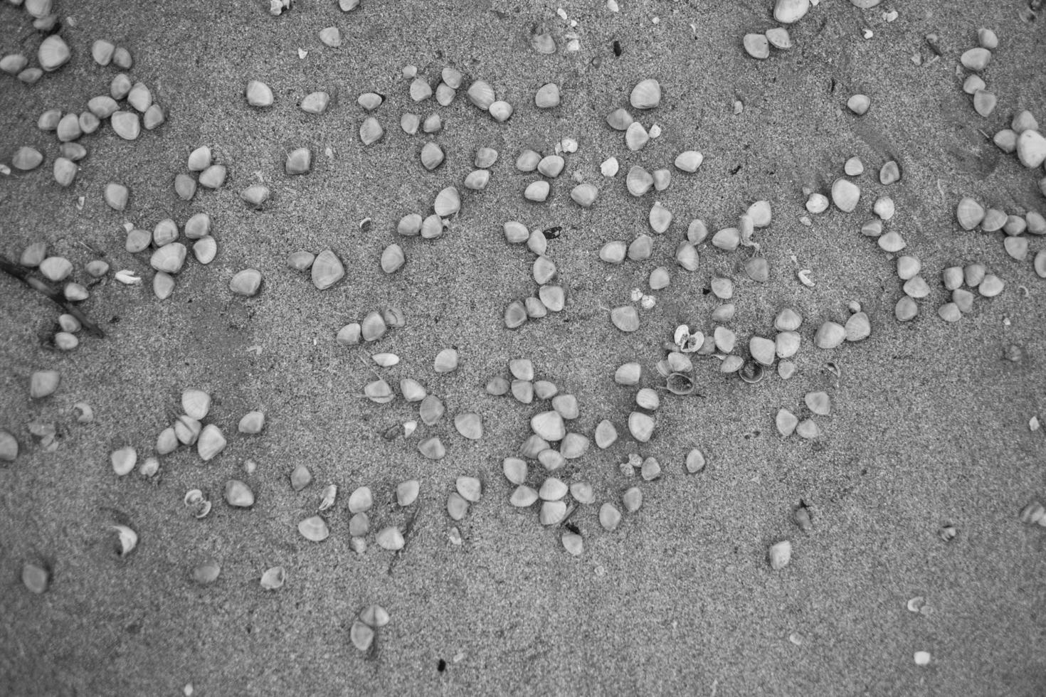 Seashells on beach photo