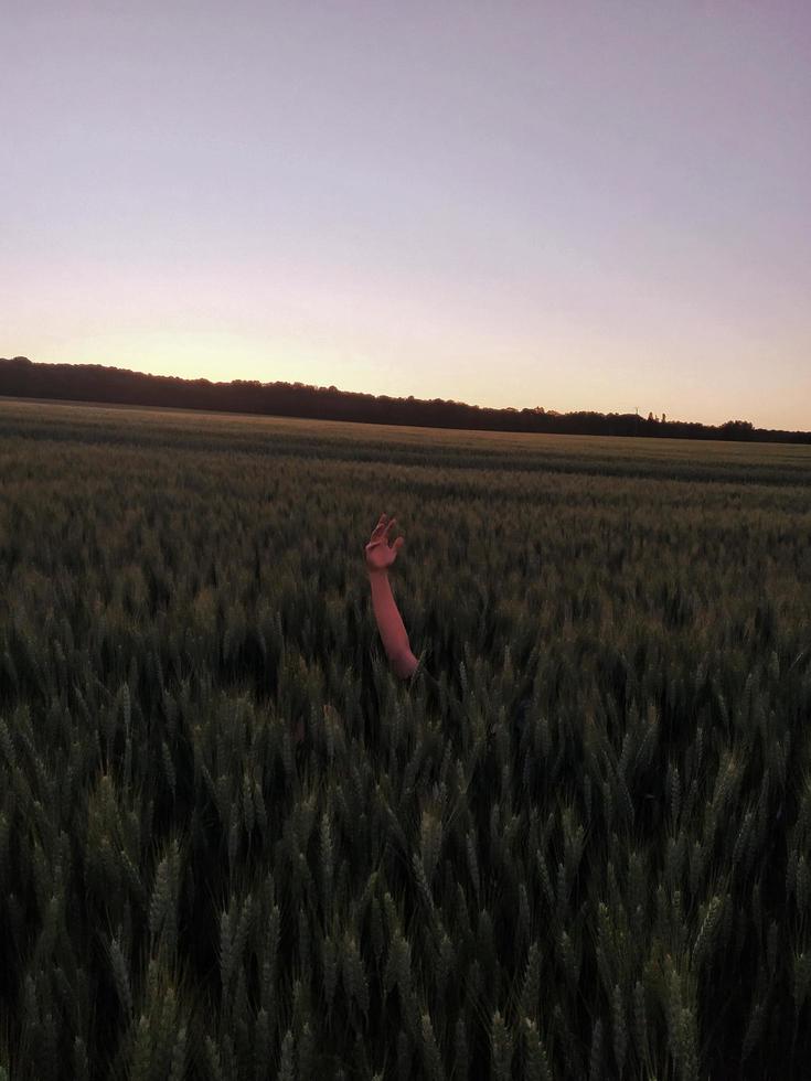 Hand reaching out from wheat field photo