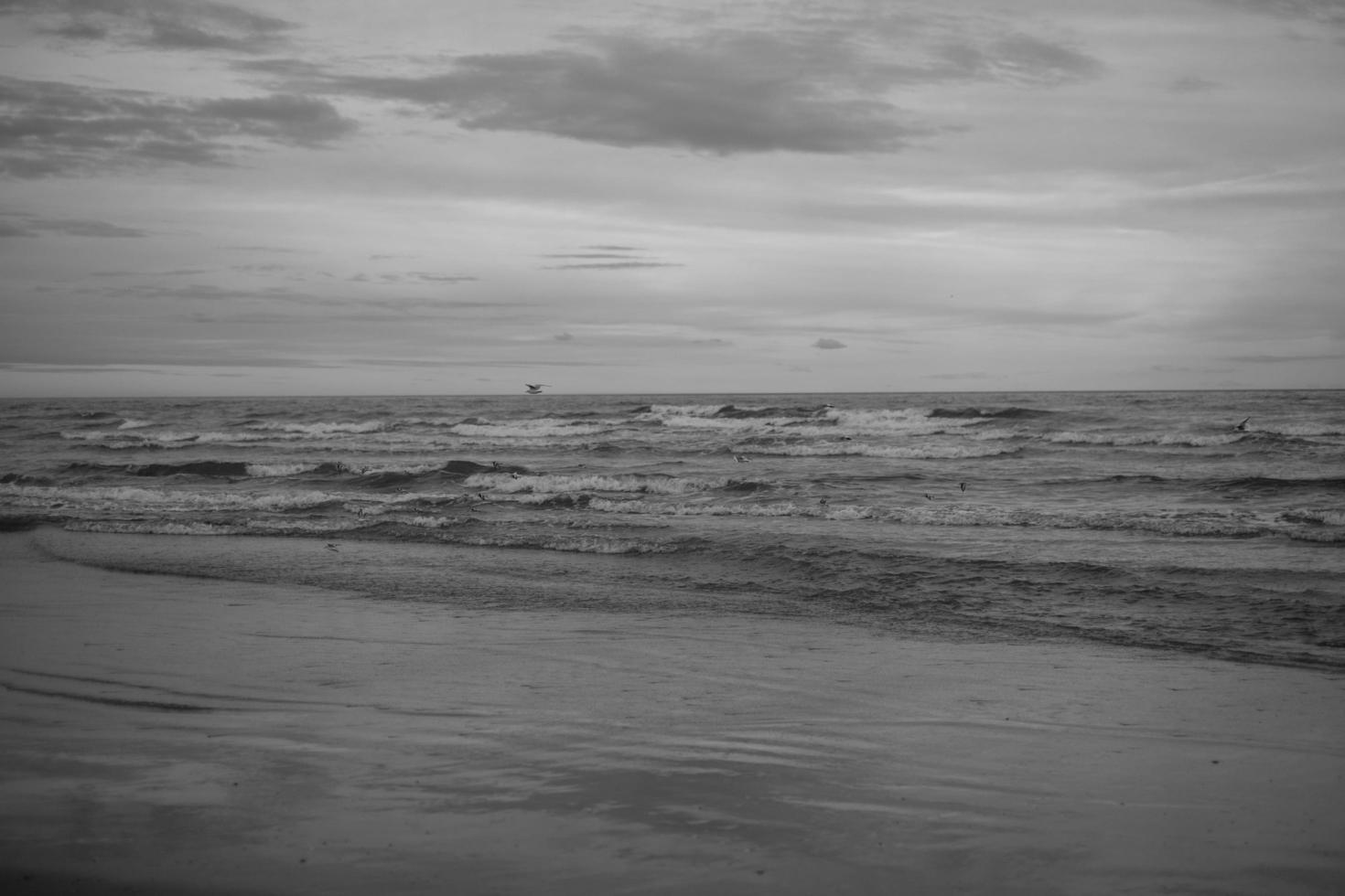 Grayscale ocean shoreline photo