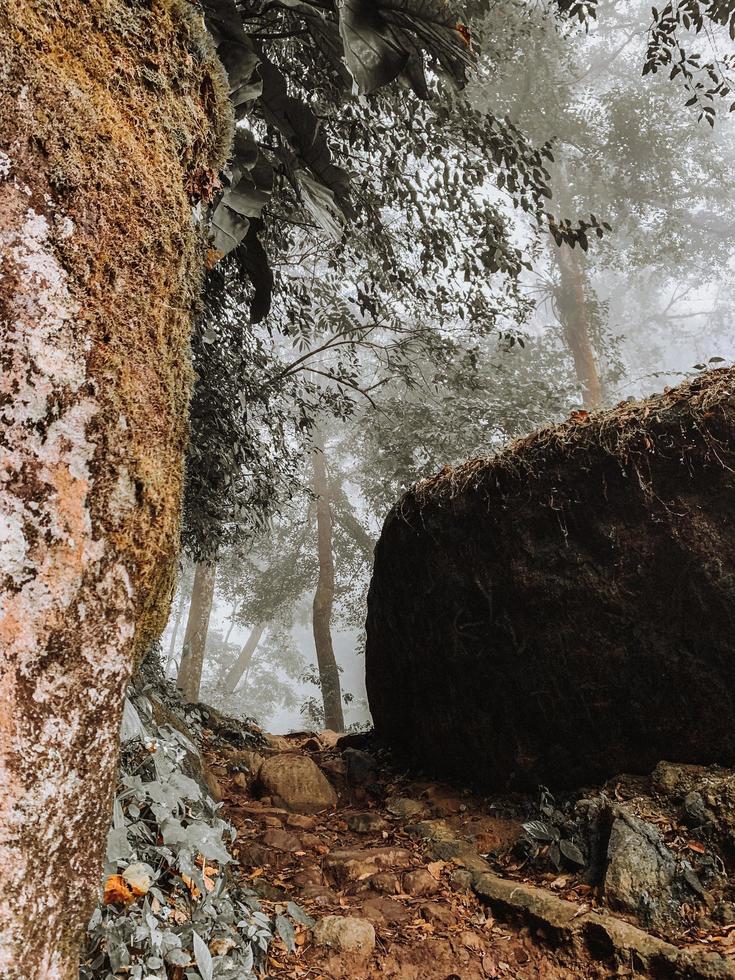 Rock formation with trees photo