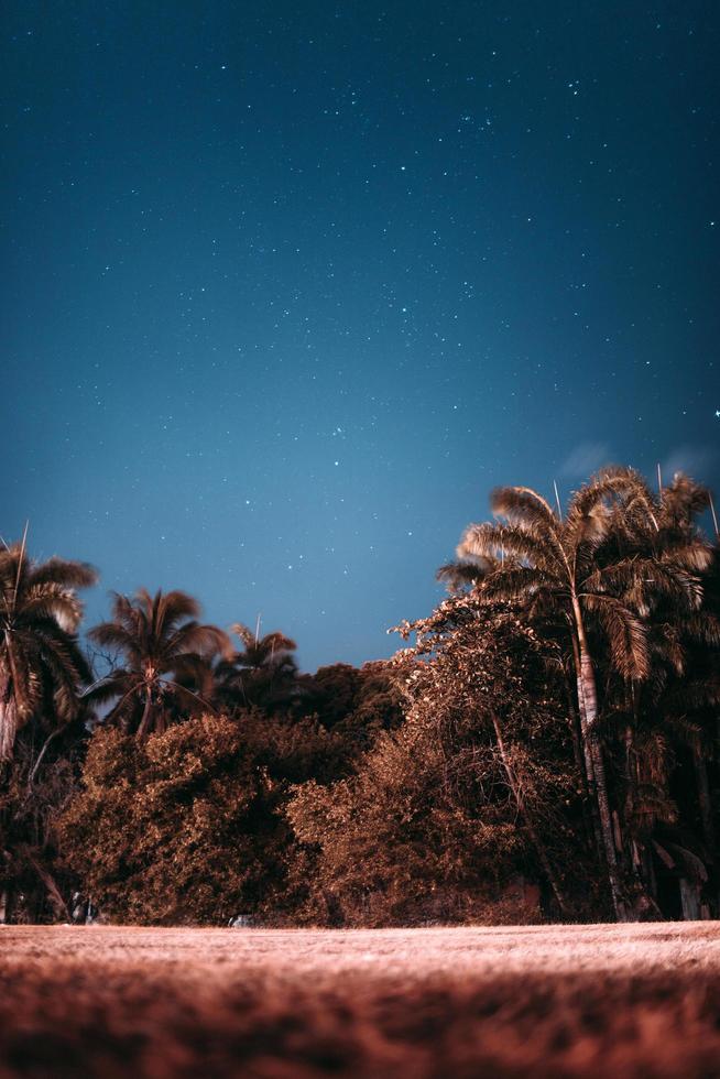 Trees under starry night sky photo