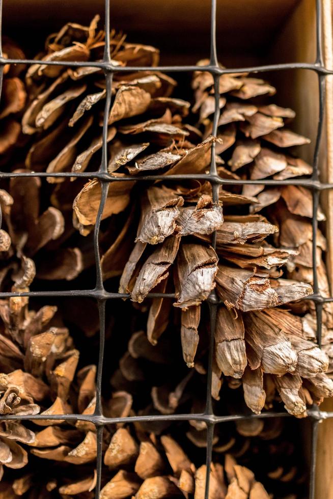 Pine cone bunch photo