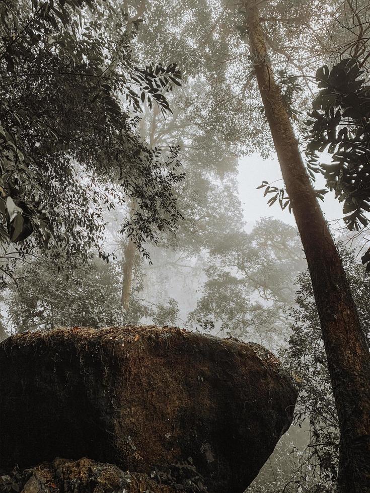 Big rock surrounded by tall trees photo