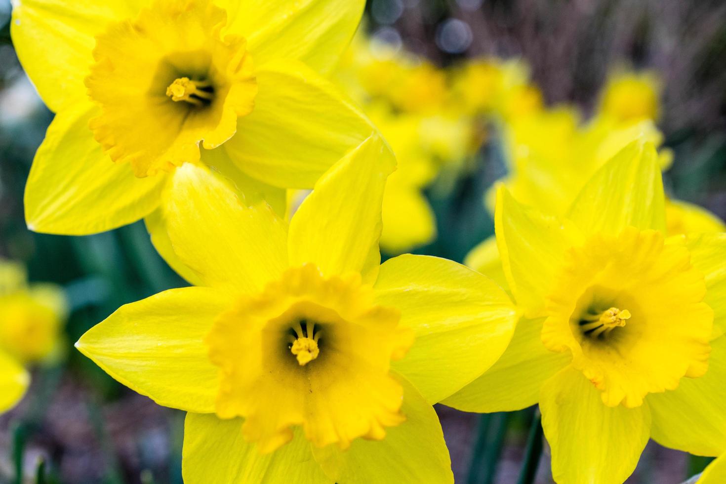 Three yellow flowers photo