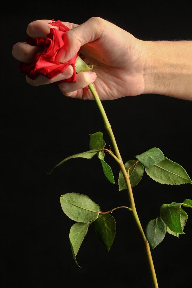 persona aplastando una rosa roja foto