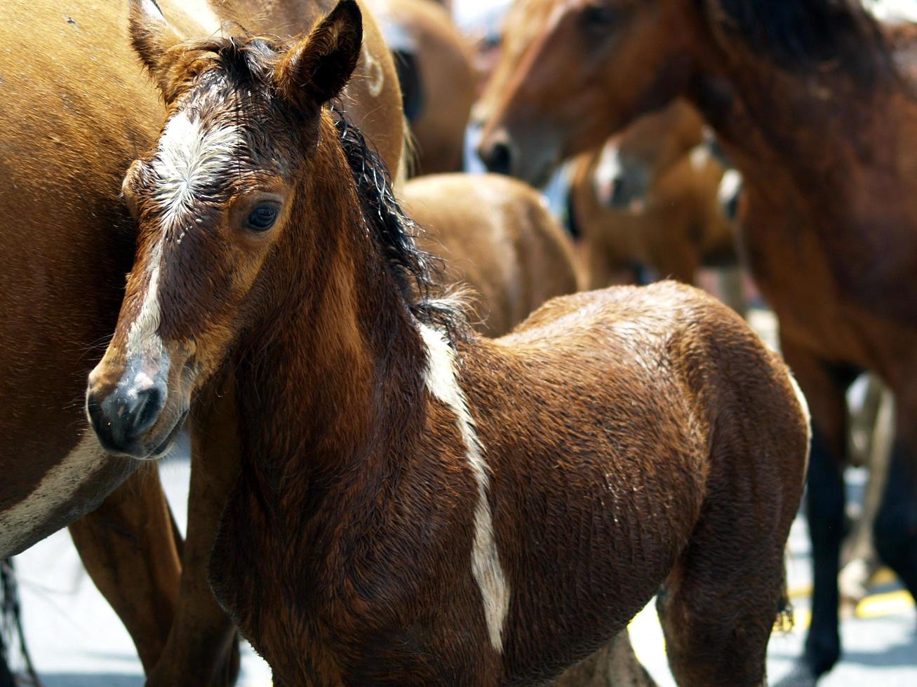 Group of horses photo