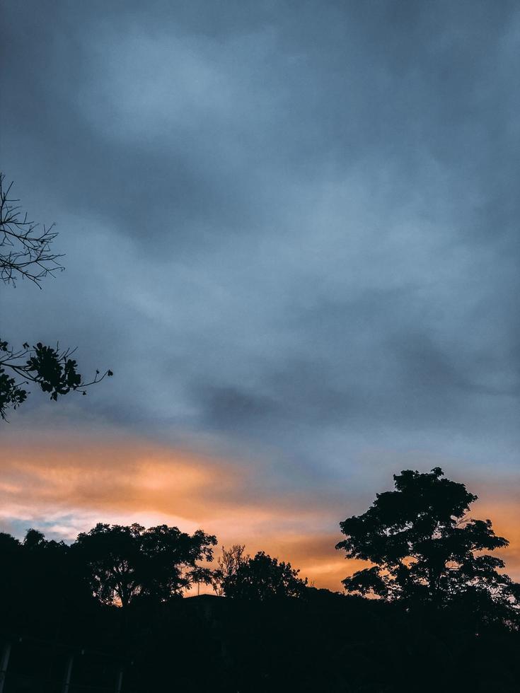 Silhouette of trees photo