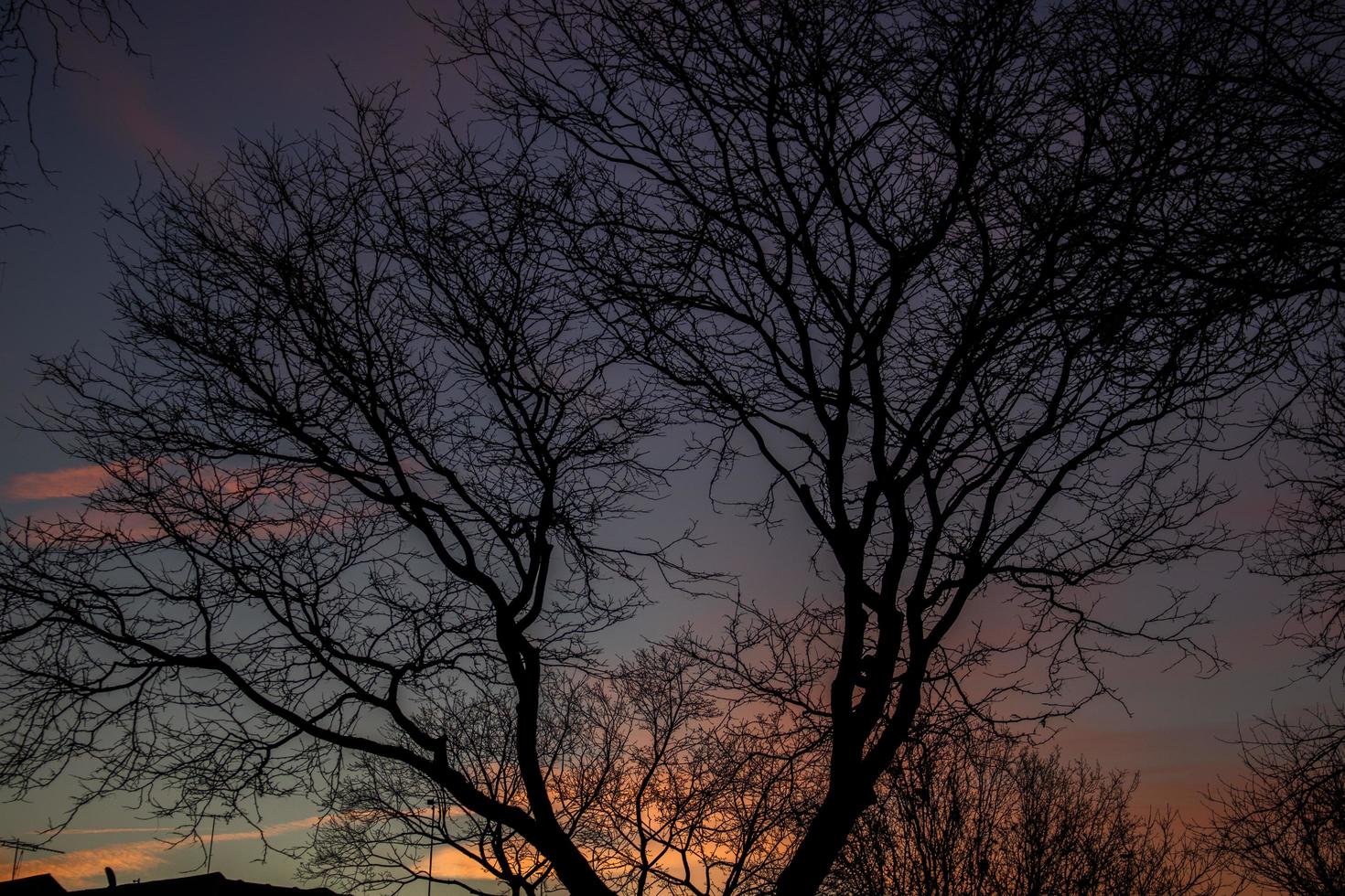 Silhouette of bare tree photo