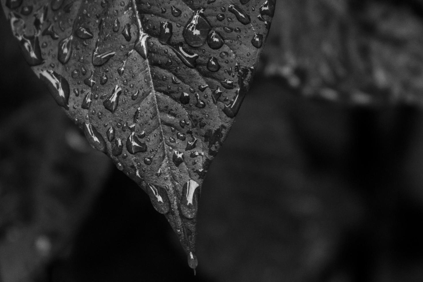 Grayscale photo of wet leaf
