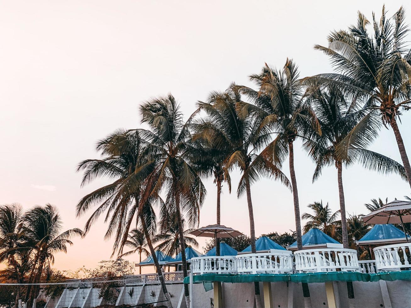 Palm trees at a resort photo
