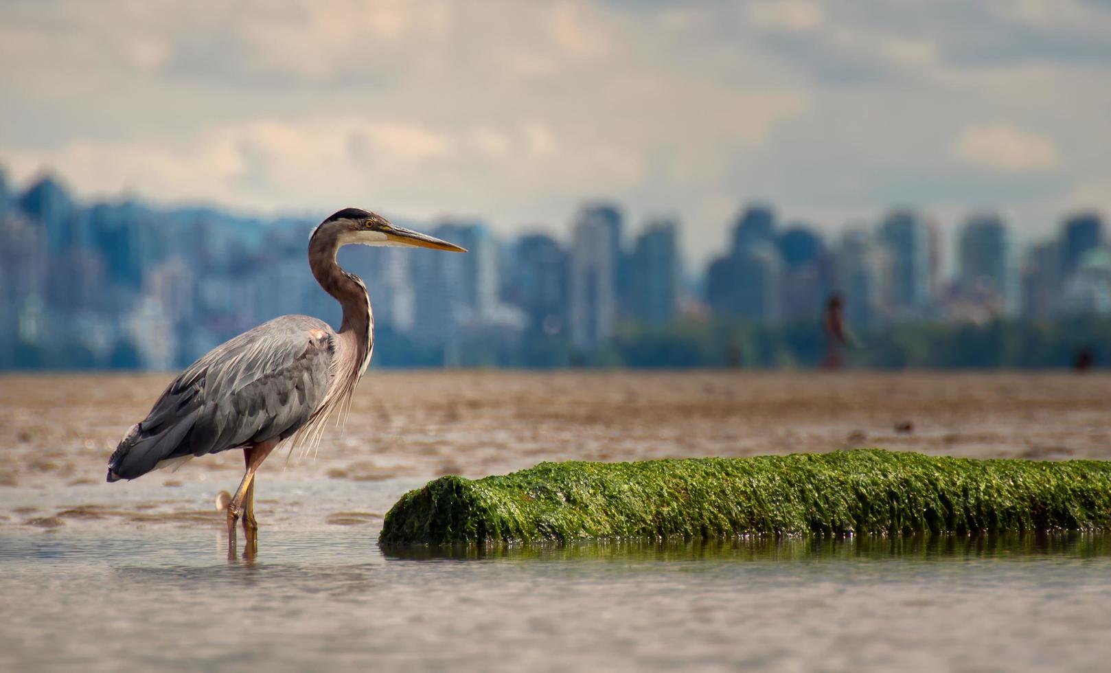 Great blue heron standing in water photo