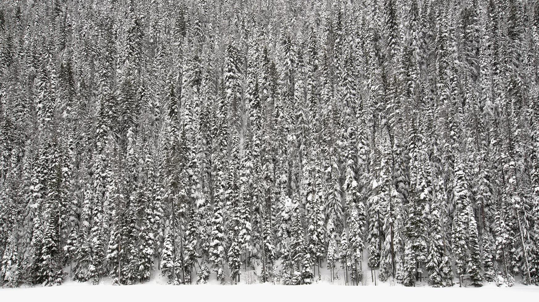Fir tree forest in snow photo