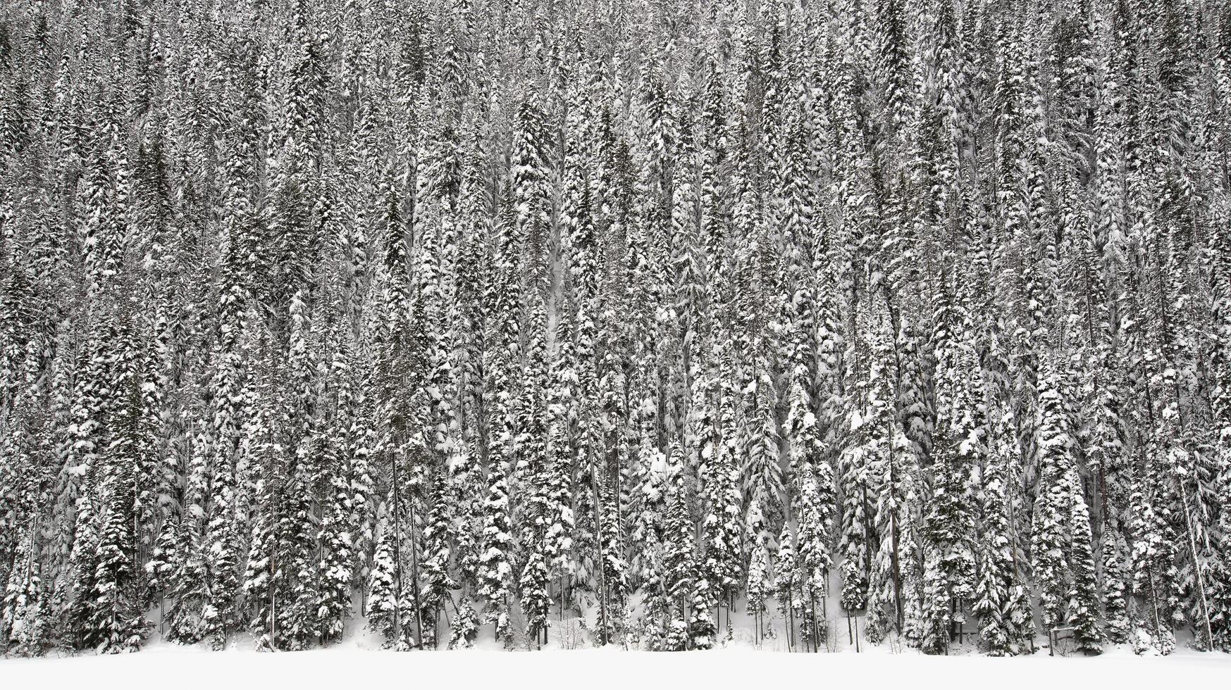 Fir tree forest in snow photo