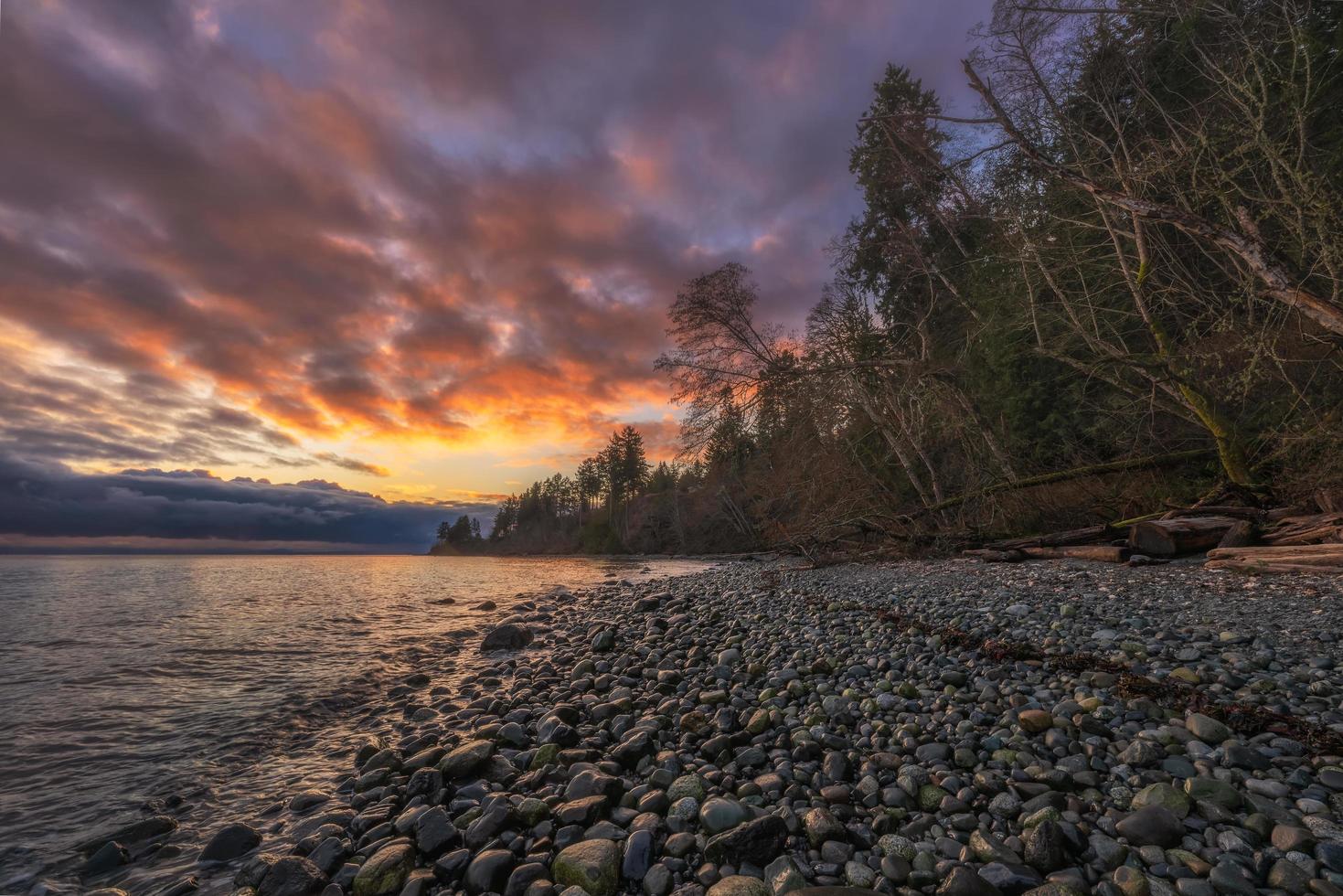 Trees near body of water photo