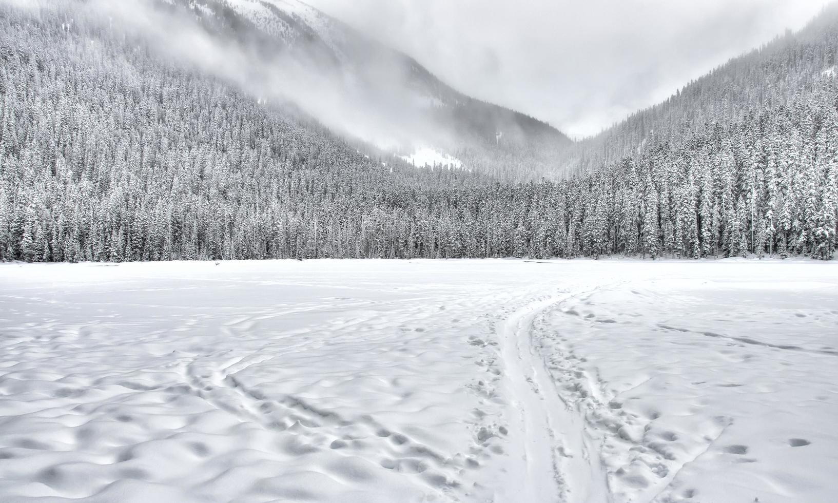 bosque cubierto de nieve foto