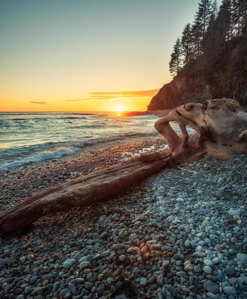 Driftwood on seashore during sunset photo