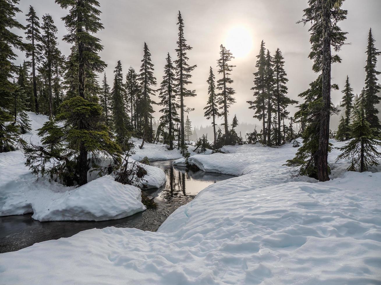 Snowy woodland landscape  photo