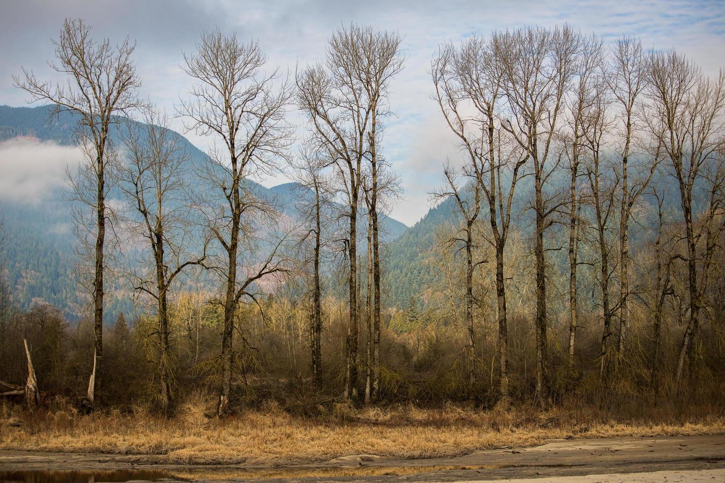 Trees with mountains in background photo