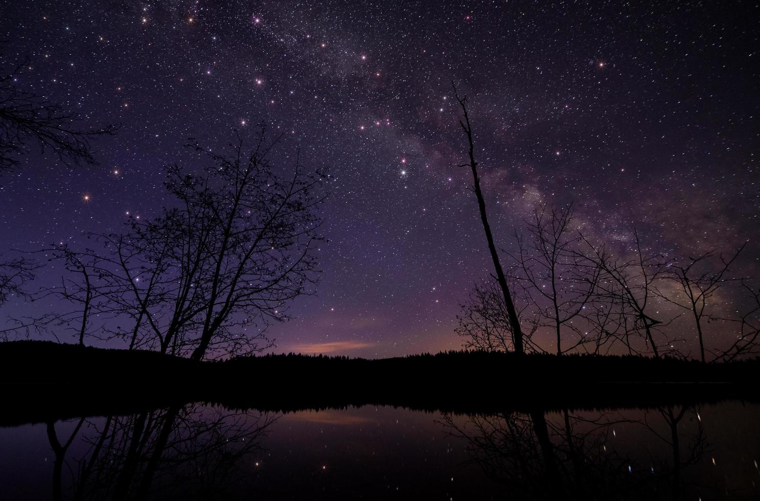 Trees under starry night sky photo