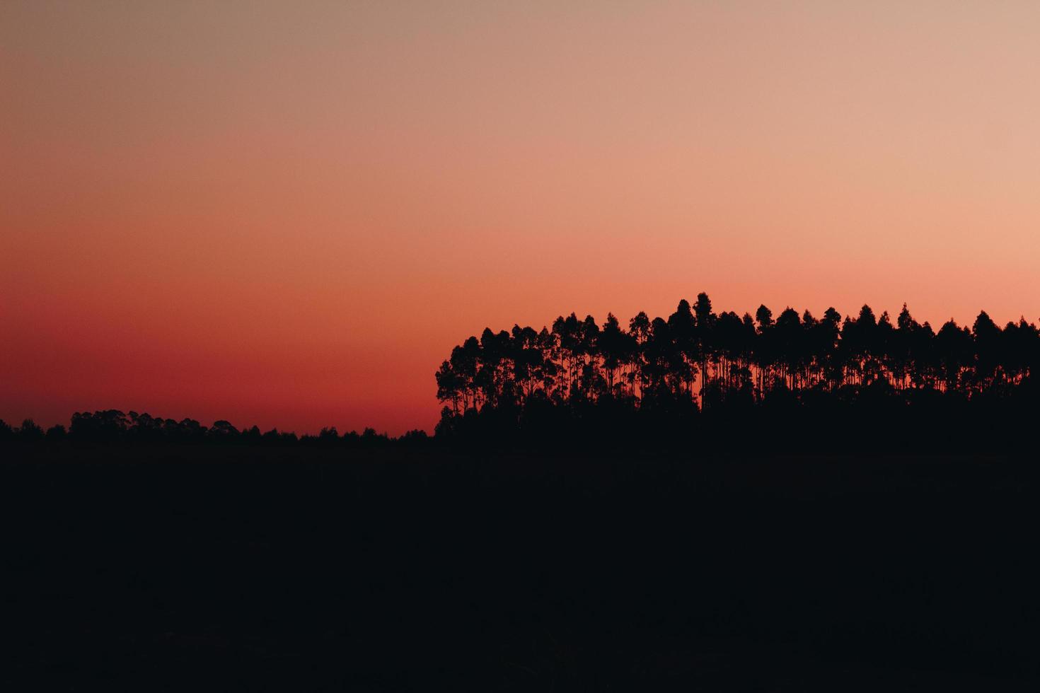 silueta de arboles foto