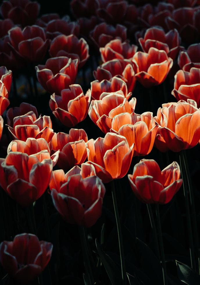 Red and white petaled flowers photo