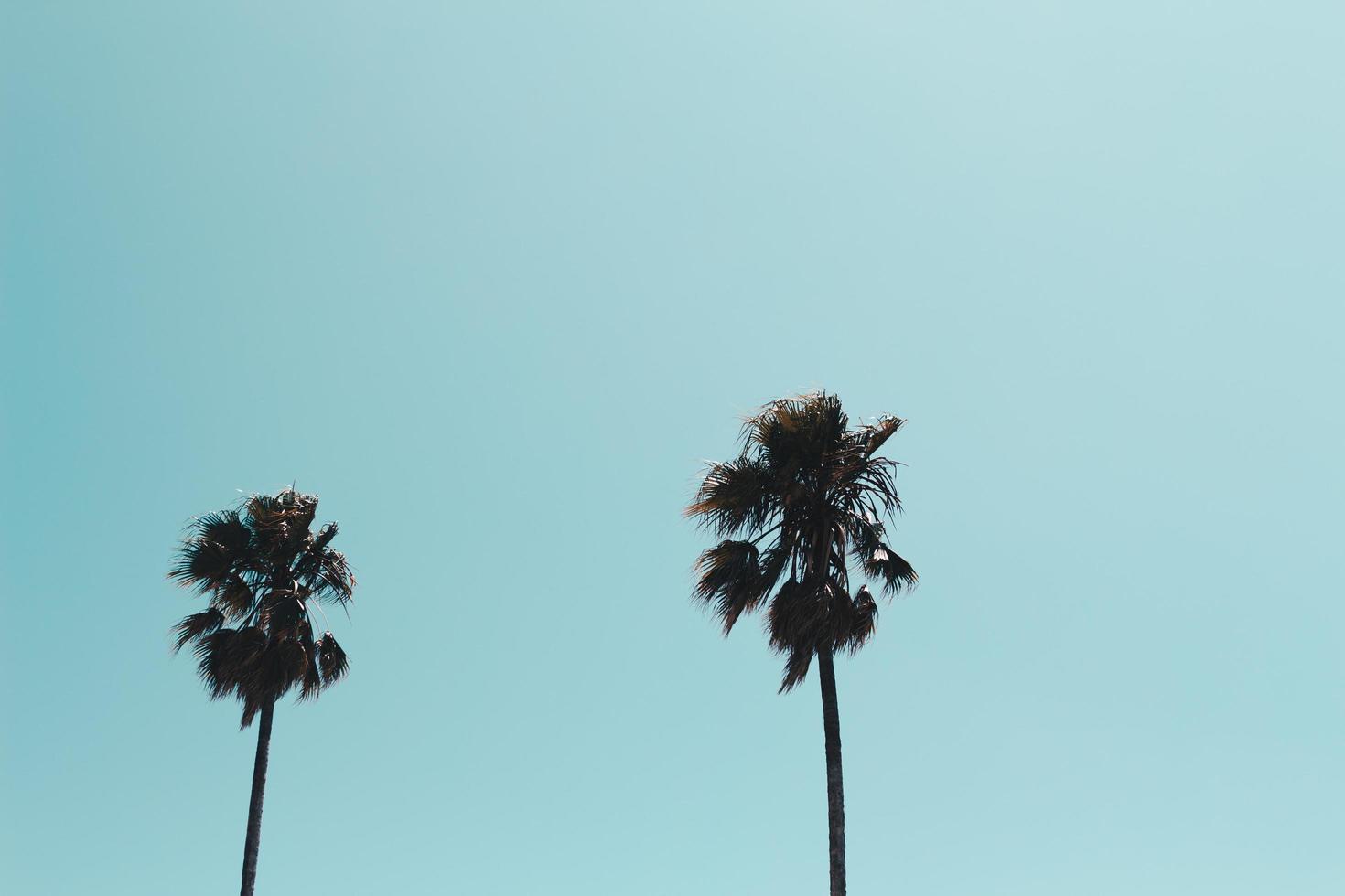 Two palm trees photo