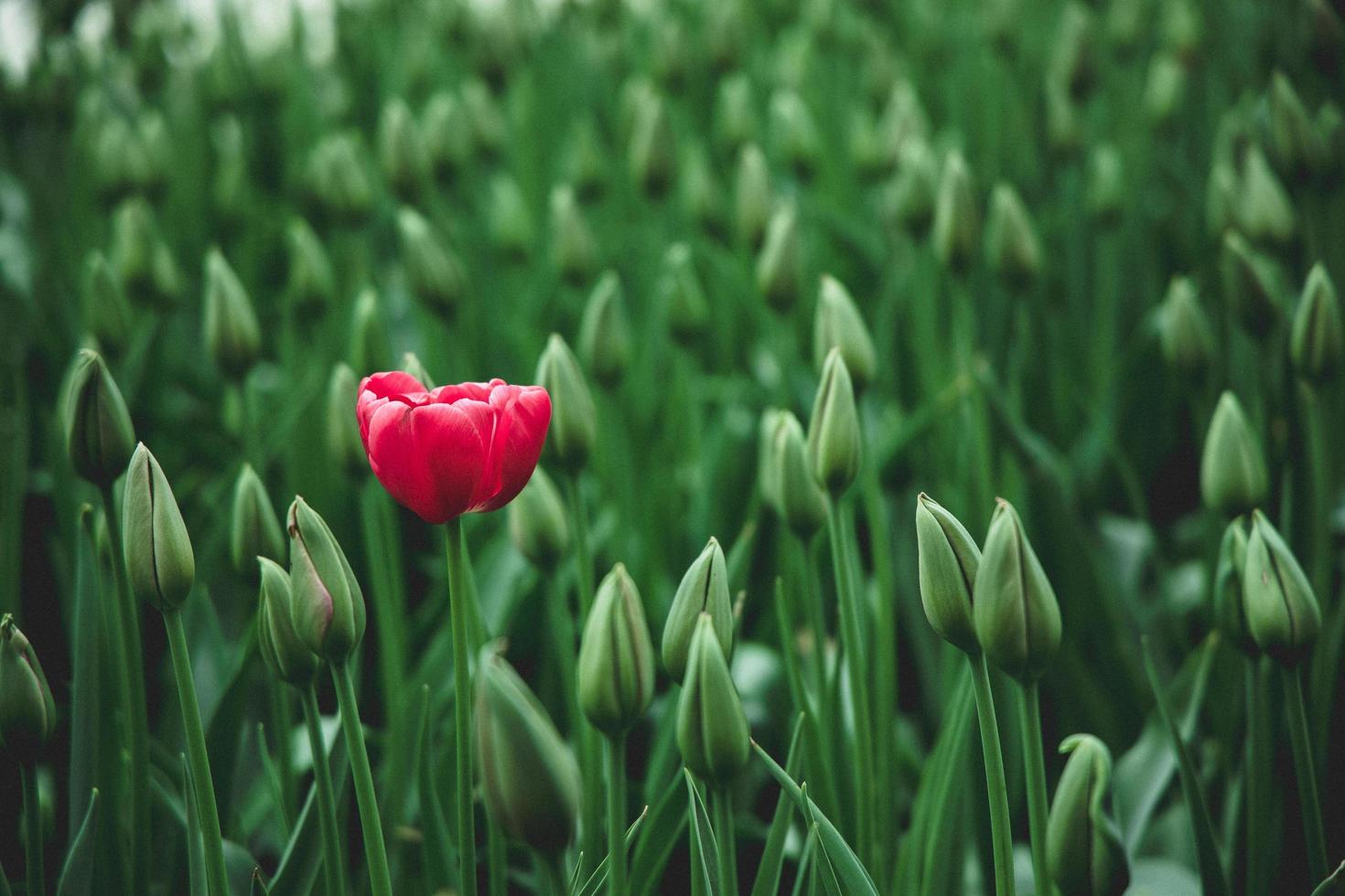 Red tulip flower photo