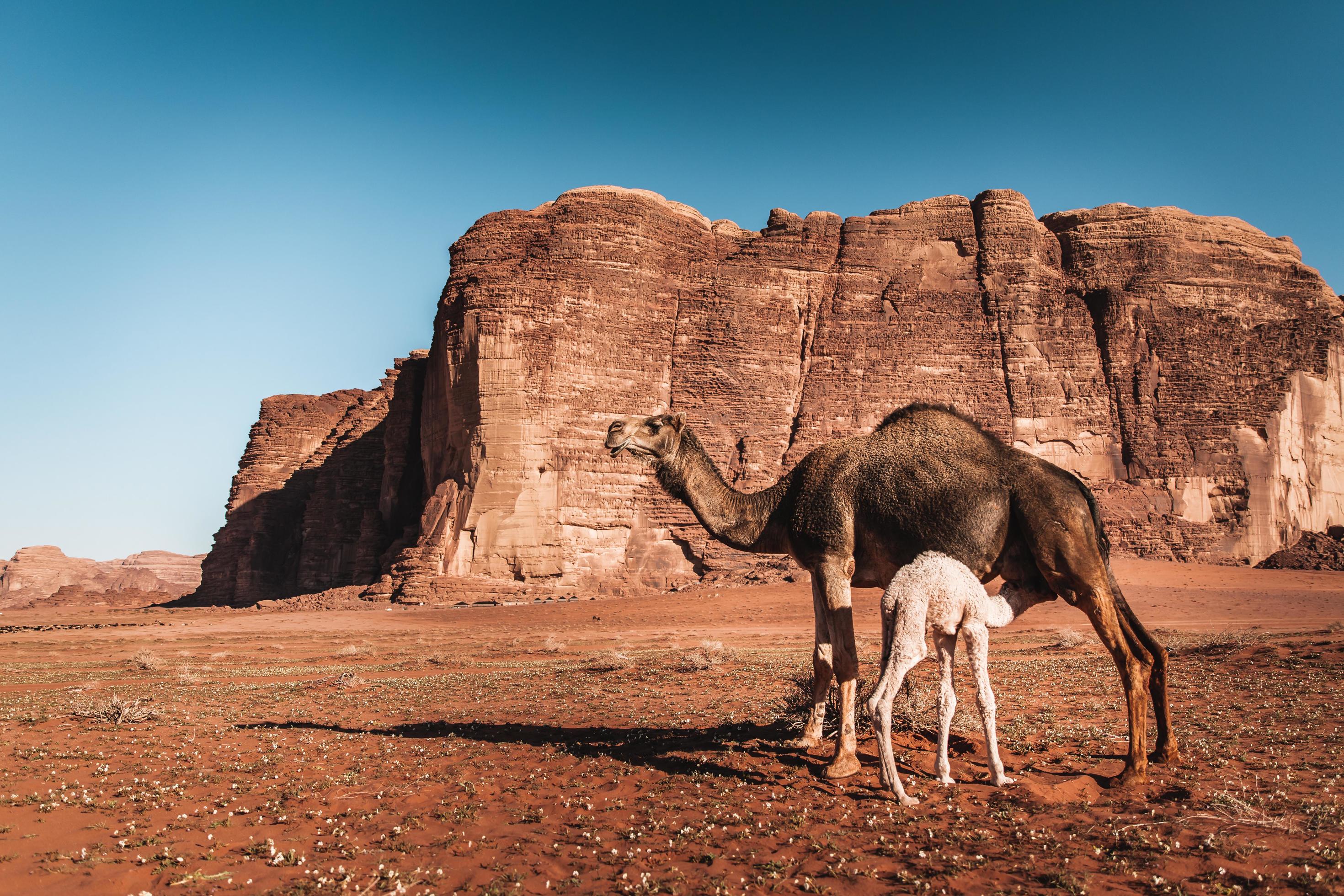 baby camel nurses mother in Jordan desert photo