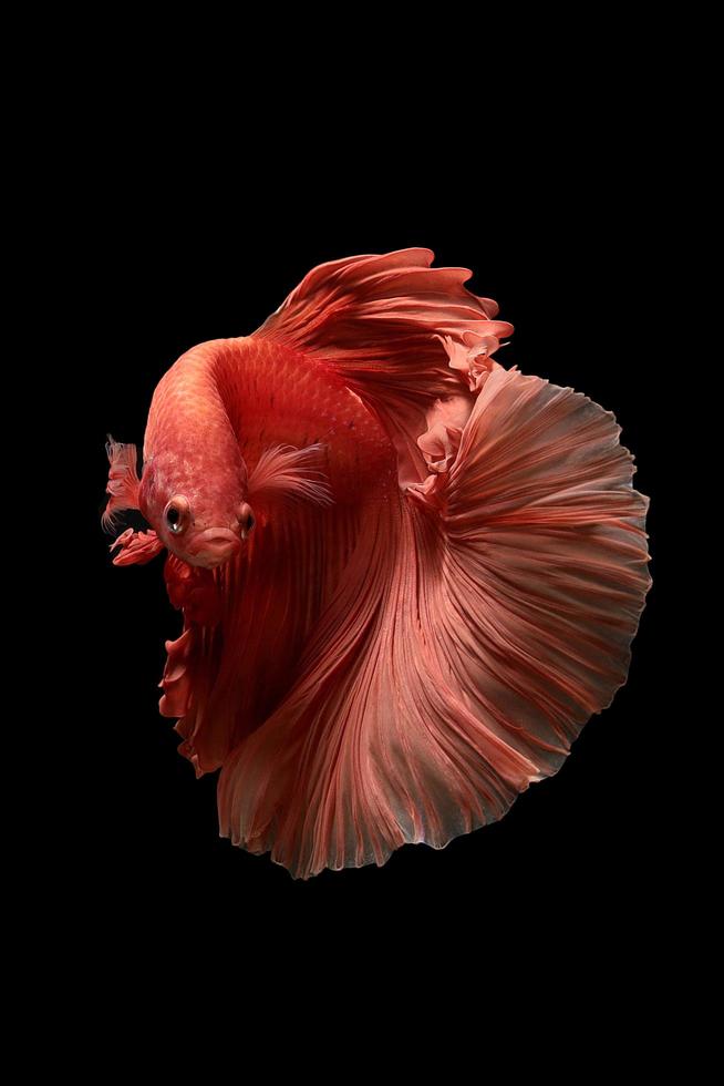 A Siamese fighting fish swimming on black background photo