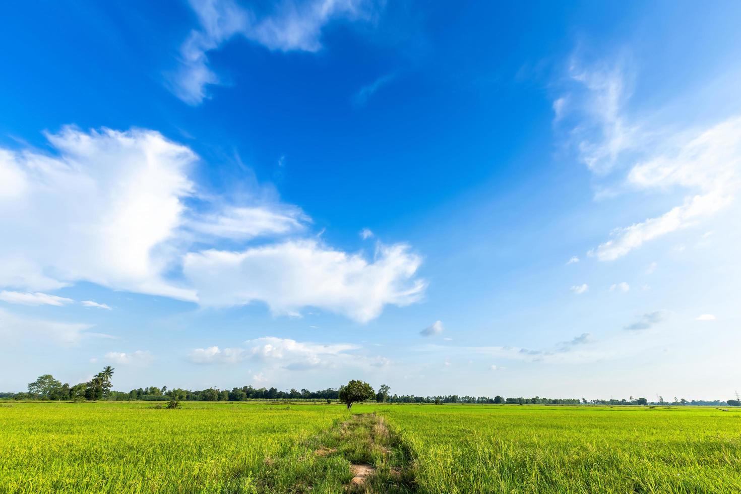 A walking path in a green cornfield leads to a set of trees photo