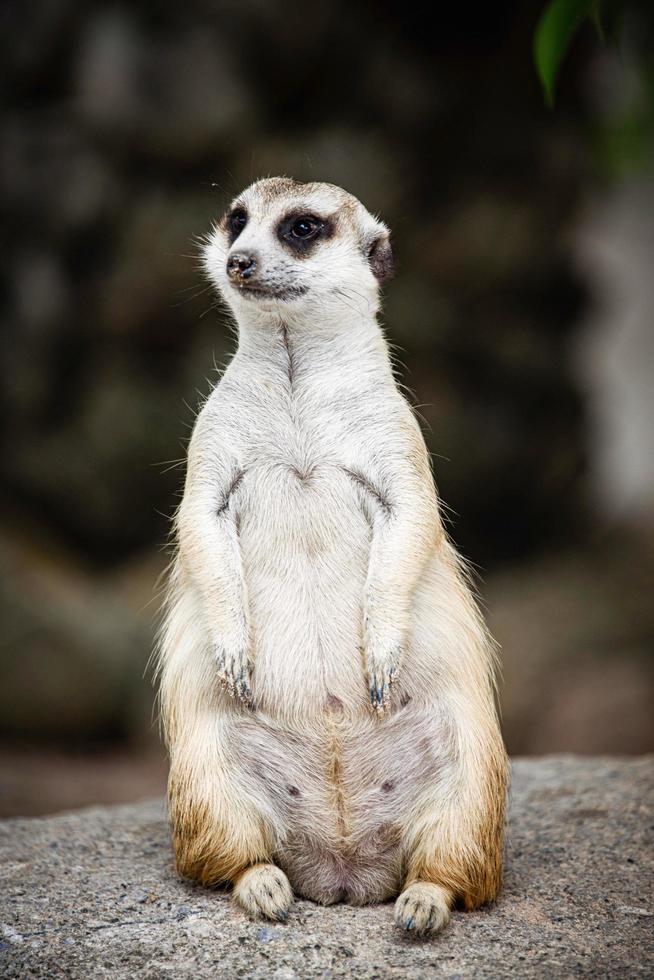 Meerkat watching the world go by photo