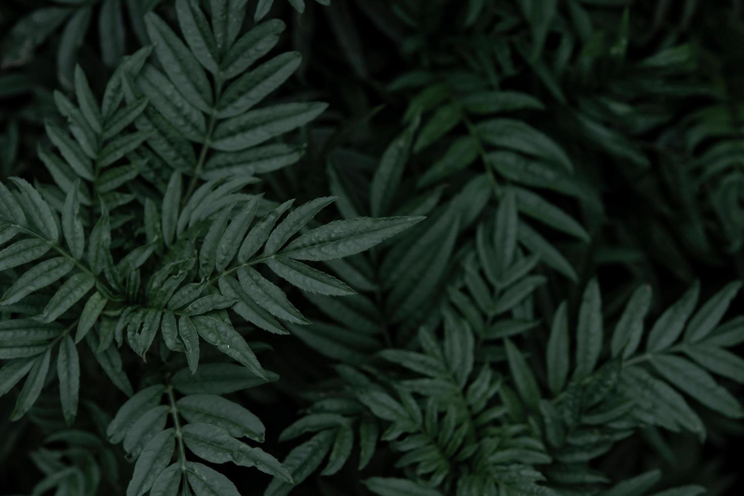 A group of marigold leaves photo