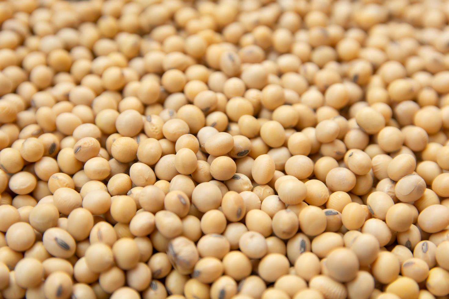 Close-up of soybeans photo