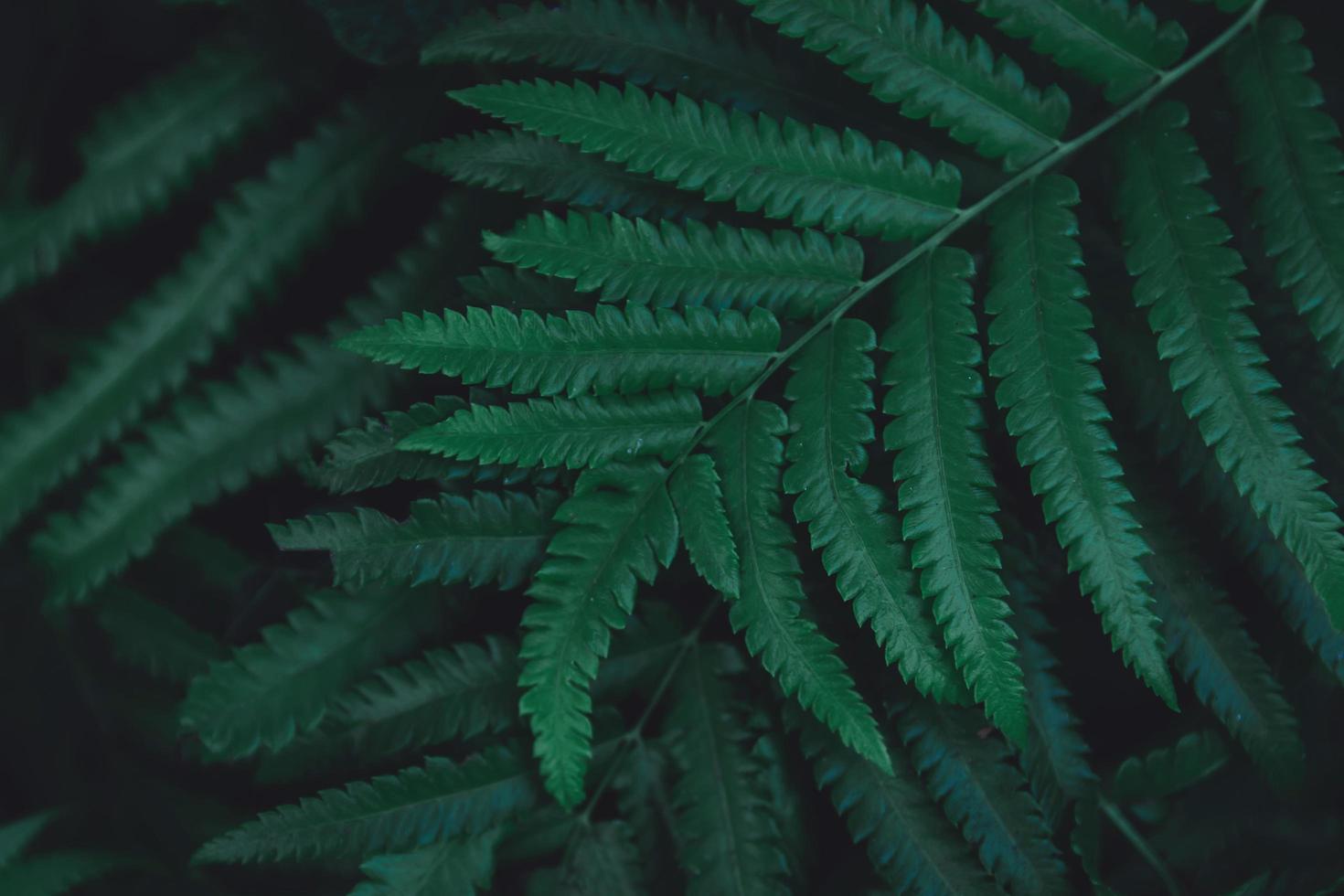 Close-up of fern leaves photo