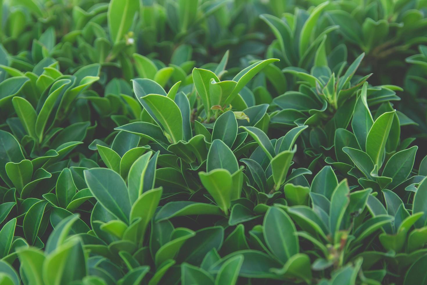 Close-up of green leaves  photo