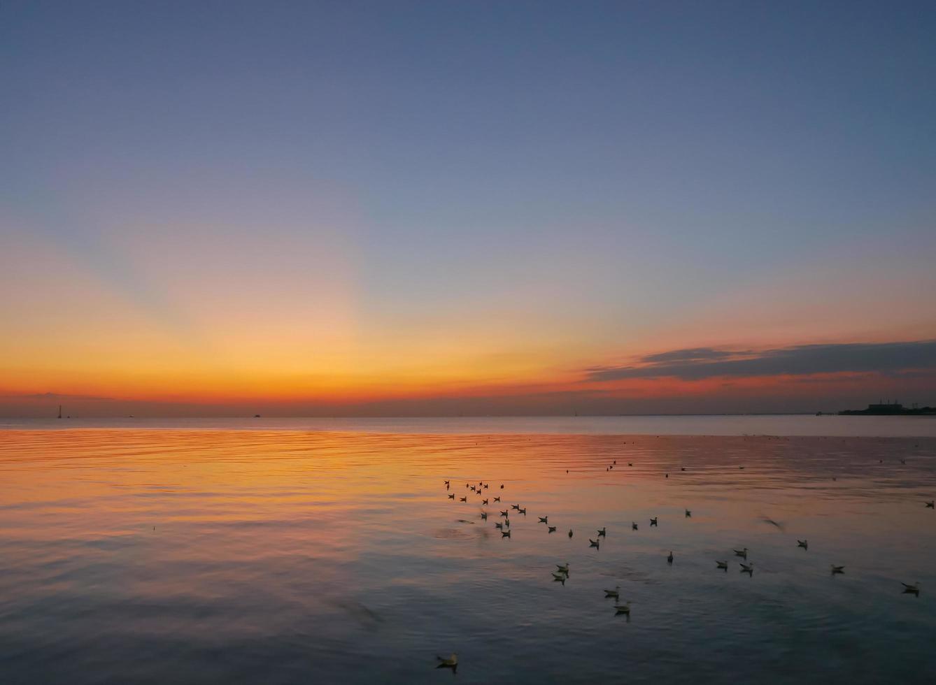 Seagulls wading in ocean during sunset photo